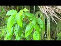 harpscape tropical foliage 5 minute peaceful harp and nature video