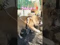 背後に推しの猫ちゃんいるのにまったく気付いていない犬のムーちゃん