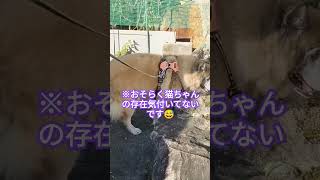 背後に推しの猫ちゃんいるのにまったく気付いていない犬のムーちゃん