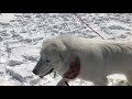 奥日光の湯ノ湖湖畔へ雪遊びに行って来たでしゅ〜‼︎ その② 【グレートピレニーズ・great pyrenees】真っ白もふもふの可愛い超大型犬。