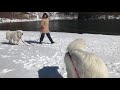 奥日光の湯ノ湖湖畔へ雪遊びに行って来たでしゅ〜‼︎ その② 【グレートピレニーズ・great pyrenees】真っ白もふもふの可愛い超大型犬。