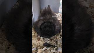 Fiesty Broody Silkie Hen 😂🔥 #silkie #silkiechicken #broodyhen #hen #chickens