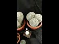 Взрослые кактусы Маммилярии mammillaria