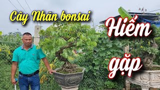 SH.7527. Cây Nhãn bonsai QUÁ VÍP của nhà vườn MẠNH CƯỜNG đấy các bác. Đth liên hệ 038.928.1677.