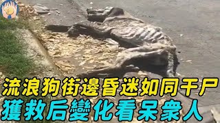 骷髏狗流浪街頭暈倒，躺在地上暴曬等死，獲救后變化令人震驚#正能量 #救助流浪狗 #救助 #狗狗