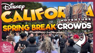 How CROWDED is Disney California Adventure? | Spring Break 2024