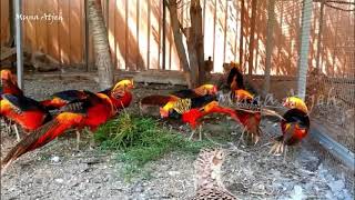 Budidaya Ayam Hias golden pheasant