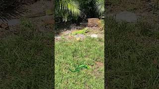 🦎#lagarto #iguana #alligator #miami