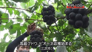 三次市でピオーネの収穫始まる