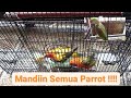 MANDIIN MASKOT KEN'Z PARROT!!!!!!