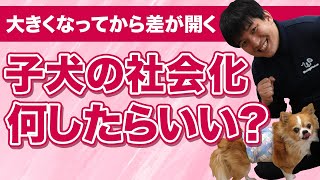 【大きくなってから差が開く！】子犬の社会化って何したらいいの？