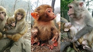 The Best of Monkey Videos - A Funny Monkeys Compilation Ep22