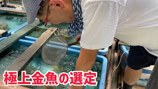 渡邊さん宅で特選大阪らんちゅうを選んで来ました【地金魚愛好家　渡邊さん】