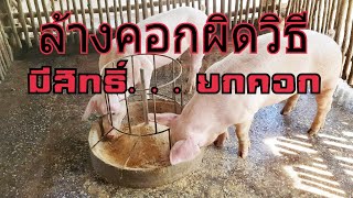 แค่ล้างคอกหมู เกือบเสียหมูยกเล้า