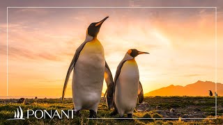 Conférence interactive : Antarctique, le continent de tous les superlatifs | PONANT