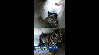 Karnataka: Tiger Found Dead In Tumakuru's Cement Pipe; Authorities Launch Probe