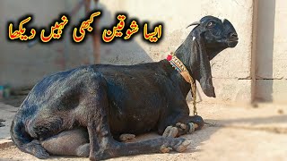 Aisa Shoqeen Pehli Dfa Mila - Goat Farming Buisness - Amritsari Beetal Goats