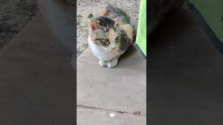 Billi bole meow # shorts # viral # shortsvideo