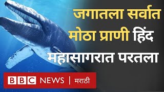 Blue Whales in Indian Ocean : जगातले सर्वात मोठे सस्तन प्राणी निळे व्हेल हिंद महासागरात परतले