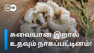 Tasty இறால் கிடைக்க உதவும் 'புதிய தீவனம்' - Nagapattinam விவசாயிகளுக்கு லாபம் தரும் Business Idea