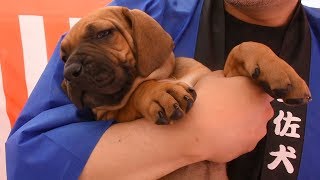 土佐犬とのふれあいコーナー　生後５０日の子犬も