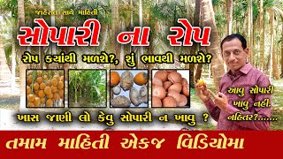 સોપારી ના રોપ | સોપારી નું ઝાડ | સોપારી ફળ | સોપારી ની ખેતી | betel nut | areca nut | gujju sandesh