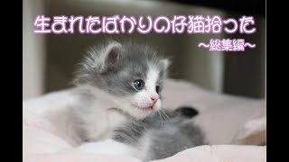 生まれたばかりの仔猫拾った~総集編~