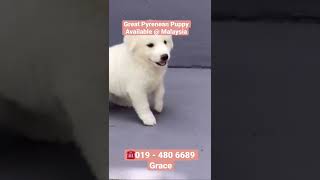 019 - 480 6689 Grace. Great Pyrenean Puppy Available @ Malaysia. Male puppy. 2 month old.