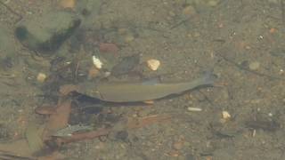 1080823南港大坑溪下游圓吻鯝（Distoechodon tumirostris）覓食4