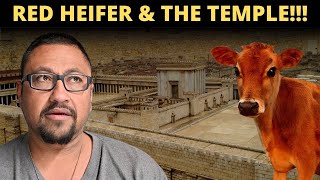 Red Heifers, The Temple, And Everything In-Between!!!