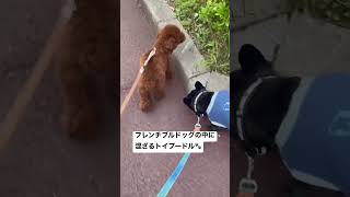 【お友達とお散歩🐾】フレンチブルドッグの2匹とお散歩したよ🐶