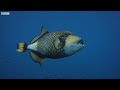 Titan Triggerfish Aggressively Defends Coral Reef  Wild Thailand  BBC Earth