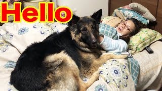 孫達・シェパード犬マック君・のんびりまったり・少し英語grandson who spends leisurely with a dog