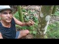 Black pepper grafting by progressive farmer - Dr. Sachin Tendulkar, Dabal, Goa (Konkani language)