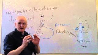 Endocrine lesson 1, Introduction and pituitary
