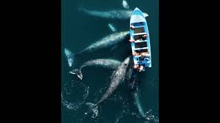 படகை சூழ்ந்து கொண்ட திமிங்கிலங்கள் | Beautiful Whales🐋|திமிங்கலங்களின் மந்தை.