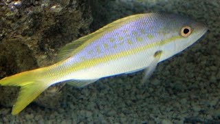 Facts: The Yellowtail Snapper