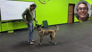 Obedience and Play session with 7 1/2 month old Snug.