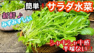 【水菜栽培】簡単！1ヶ月で収穫♡秋冬野菜オススメ♪サラダ水菜♢種まき＆収穫♪#035