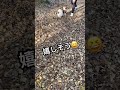 全力で走るパピヨン