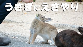 ウサギにエサやりするとこんな感じ その2