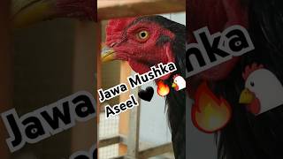 #jawa #mushkaaseel #mushka #aseel #aseelmurga #aseellovers #murga #murgha #aseelsetup #java #birdcag