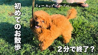 初めての散歩は２分で終了したトイプードル【心配性の飼い主が子犬を育てると、こうなります】