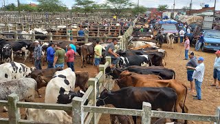 FEIRA DE GADO EM CAMPINA GRANDE-PB 04/12/2024