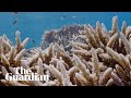 Coral bleaching spotted during Great Barrier Reef aerial survey