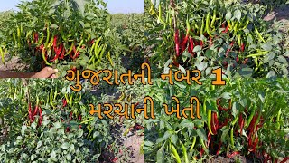 chilli farming || Garuda  marachi || મરચીની ખેતીની માહિતી || maracha || સાનિયા મરચી || ખેતિસફર🌶️🌶️🌶️