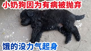 小奶狗因为有病被抛弃，已经没力气起身