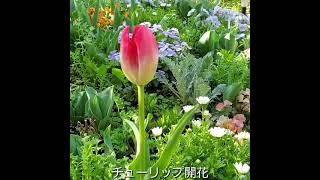 2021年3月19日の庭～チューリップ開花～