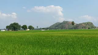 நெல் வயல்வெளி - சேத்தூர் #seithur #nature #rajapalayam #agriculture #paddyfield