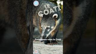 Le Coati : l'animal le plus fascinant dont vous n'avez jamais entendu parler! 🦝